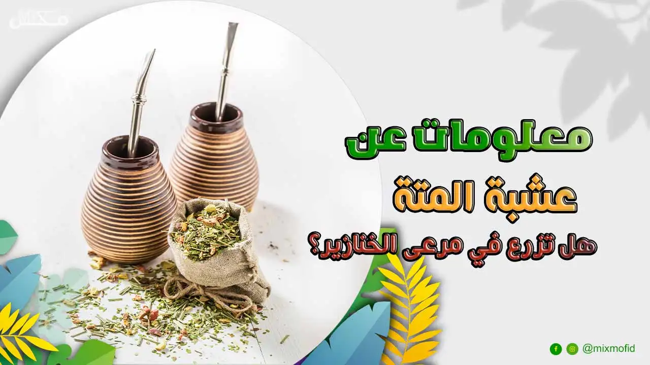 اسماء عشبة المتة