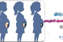 مراحل الحمل