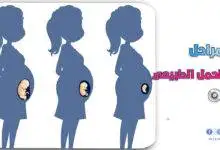 مراحل الحمل